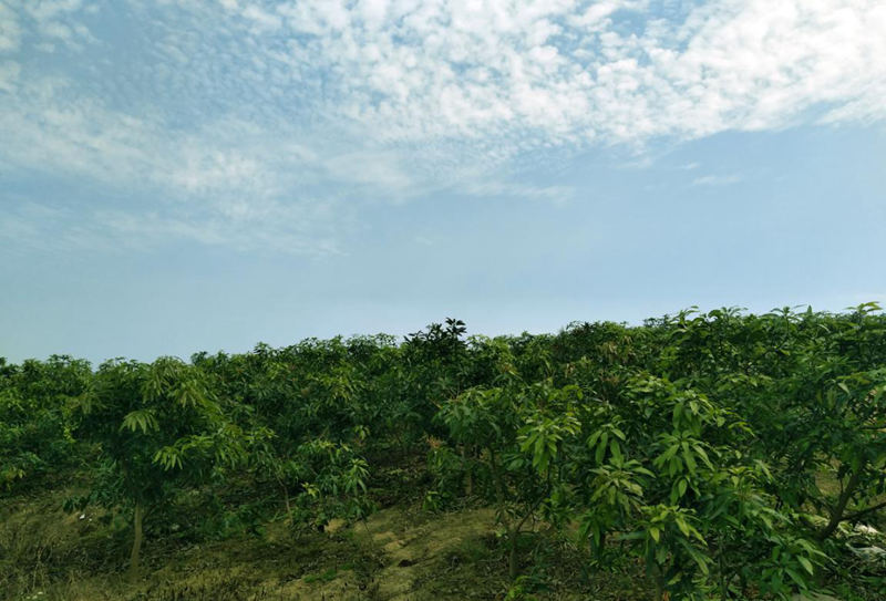 愛普豐澤晟華：為農(nóng)服務(wù)，我們是快樂的